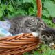 Stripey (dark tabby female)