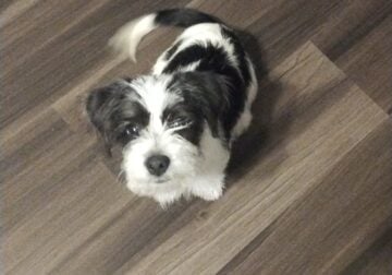 Schnoodle Boy Puppy