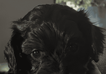 Male puppy
