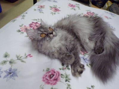 Ocean 2 yr old female