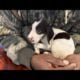 German shorthaired pointer