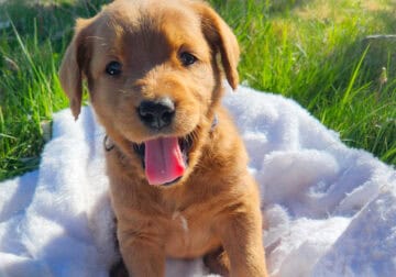 Labradoodle