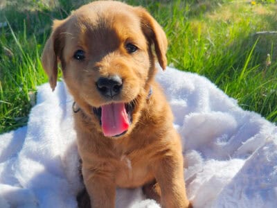 Labradoodle