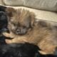 Shiranian Female and Male Puppies