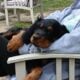 Gordon Setter Male pups available
