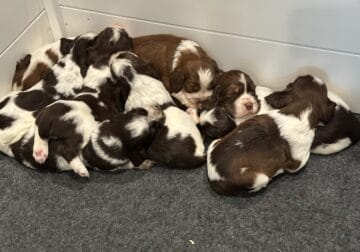 English Springer Spaniel puppies for sale