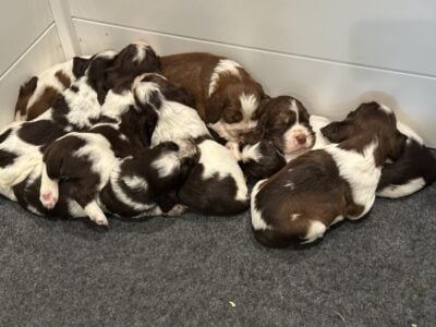 English Springer Spaniel puppies for sale