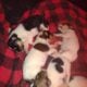 6 Rough Collie Puppies