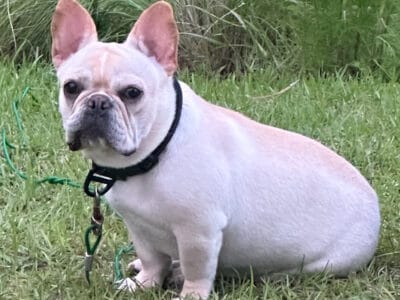 Frenchie (Female)