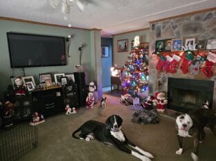 Female great dane