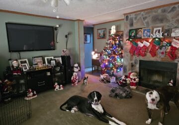 Female great dane