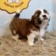 Male Shih Tzu Pups