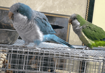Beautiful baby parrots