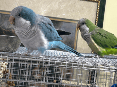 Beautiful baby parrots