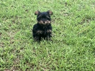 Yorkie