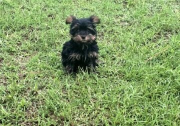 Yorkie