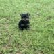 Yorkie