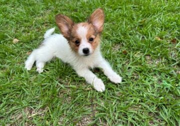 Papillon girl 1
