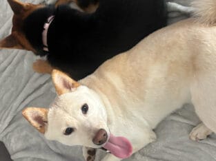 Shiba Inu Puppy For Sale – White Male