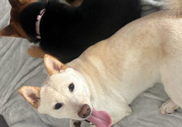 Shiba Inu Puppy For Sale – White Male