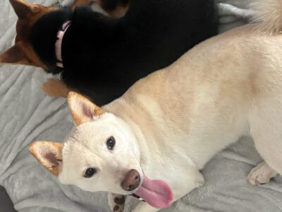 Shiba Inu Puppy For Sale – White Male