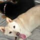 Shiba Inu Puppy For Sale – White Male