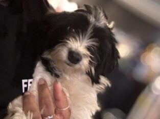 KoKo ♥️