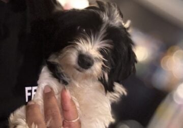 KoKo ♥️