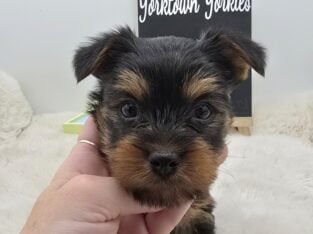 Jack looking for his home