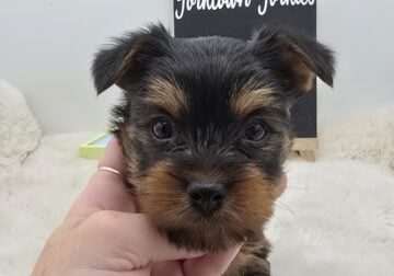 Jack looking for his home