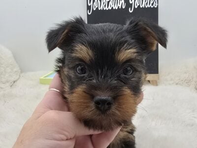 Jack looking for his home