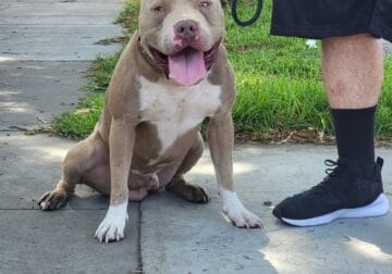 UKC American Bully