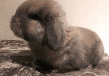 DWARF HOLLAND LOPS BUNNIES RABBITS BUNNY RABBIT