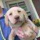 Labrador Retriever puppies