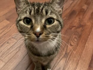 Loving Cat That Deserves More Time