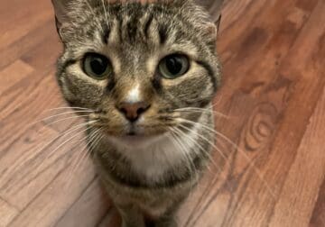 Loving Cat That Deserves More Time