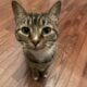 Loving Cat That Deserves More Time