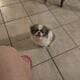 Japanese Chin puppies for sale