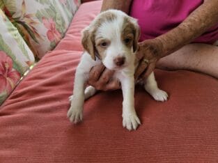 Akc Brittney puppies