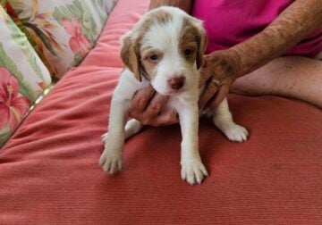 Akc Brittney puppies