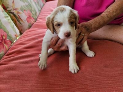 Akc Brittney puppies