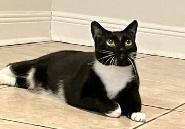 Meet Tux. He has sadly lost his caretaker.