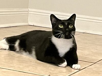 Meet Tux. He has sadly lost his caretaker.