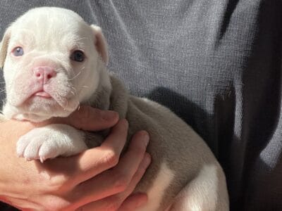 English Bulldog