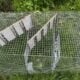 5 Holland Lops & All Supplies-$200