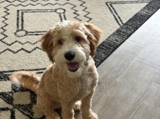 Brigsby-Bernedoodle