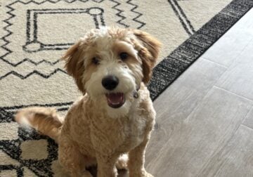 Brigsby-Bernedoodle