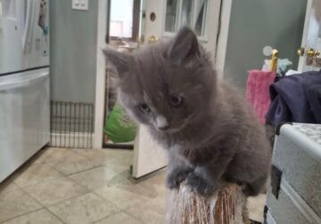 Mix nebelung and domestic.