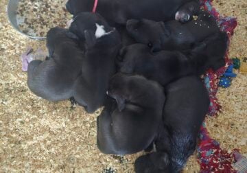 6 males pitbull/lab mix