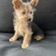 Yorkie puppies